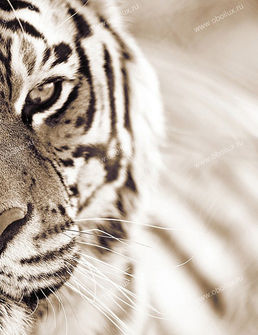 Панно и фотообои A. S. Creation XXL II 316 Tiger 