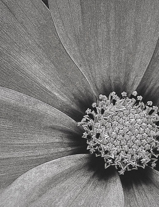 Панно и фотообои Italreflexes Macro Flower-013/Slate