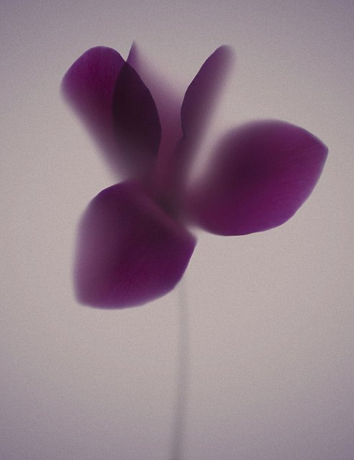 Панно и фотообои JWall One WJE00941