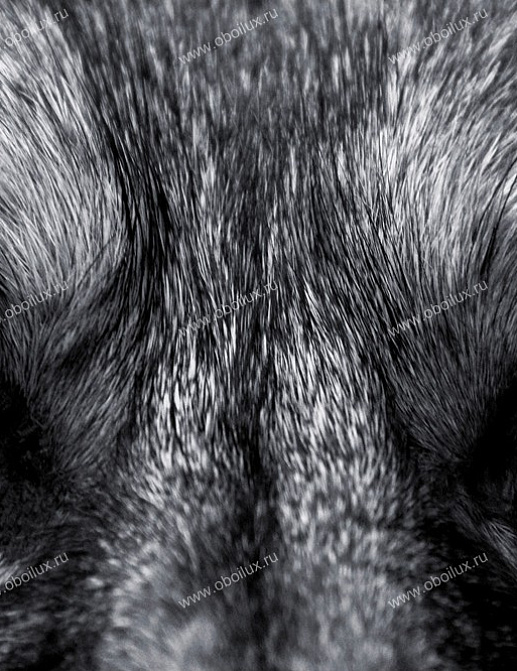 Панно и фотообои A. S. Creation XXL II 319 Eye To Eye With The Wolf 