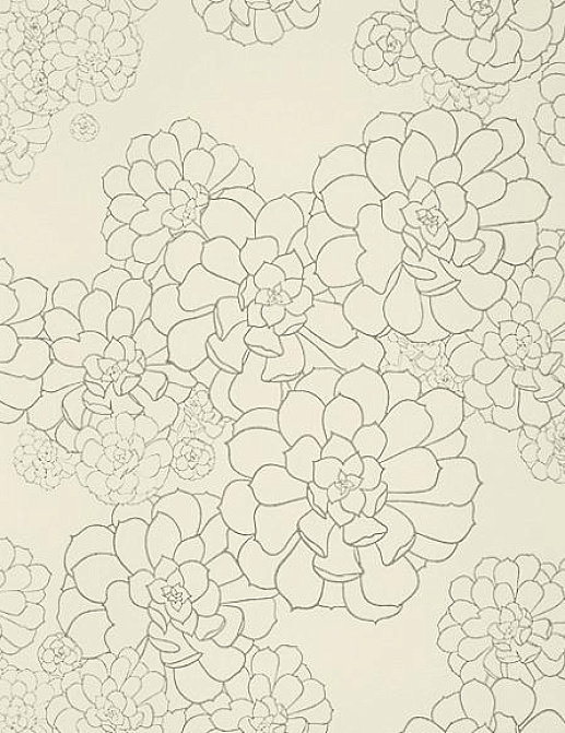 Обои Paint & Paper Library Tresco Aeonium Wattle
