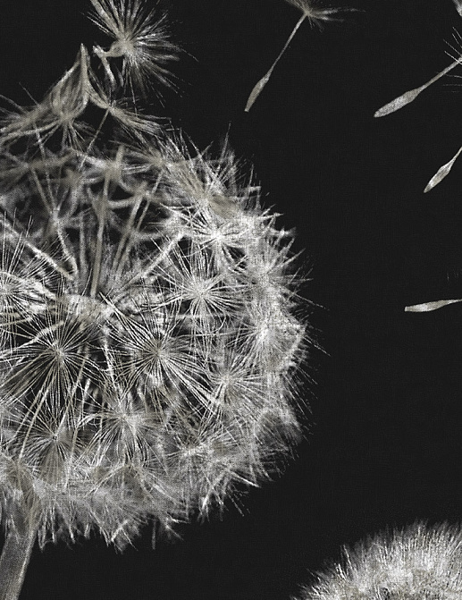 Панно и фотообои Italreflexes Macro Taraxacum-003/Slate