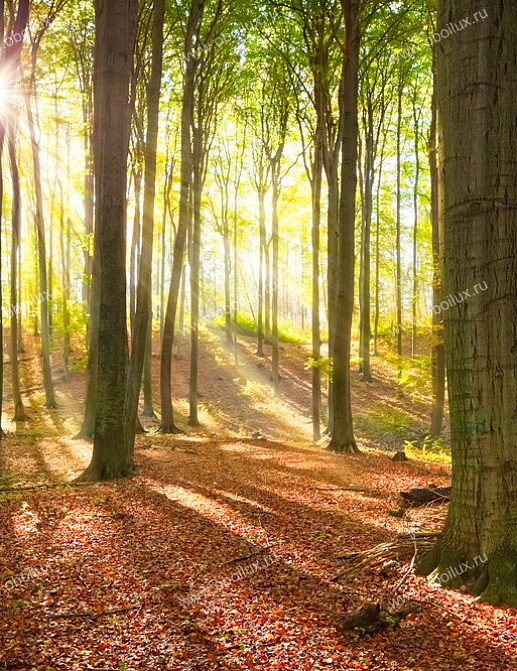 Панно и фотообои A. S. Creation XXL II 302 Summer Forest 