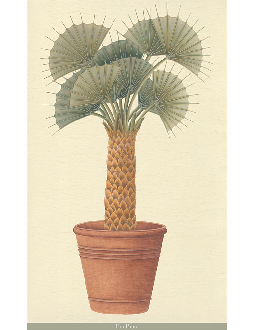 Панно и фотообои Iksel Scenic & Architectural Wallpapers Potted Palms PTT Fan palm