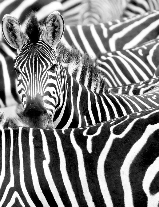 Панно и фотообои Rasch African Queen III 363616
