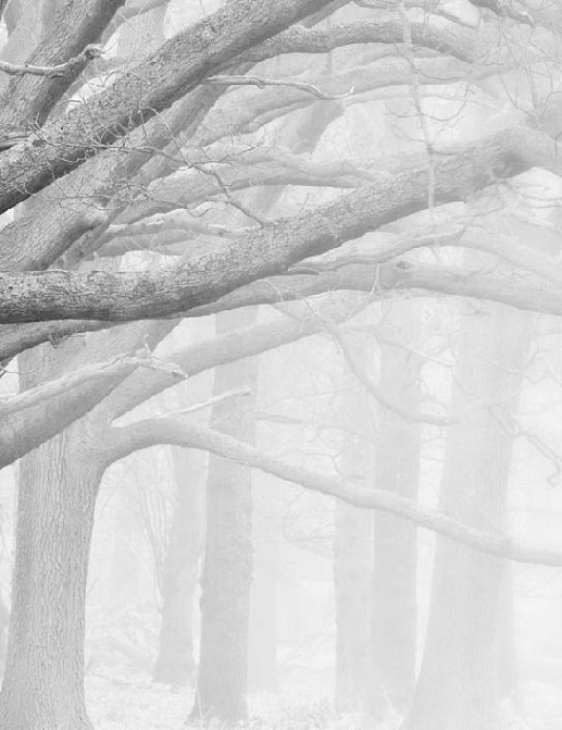 Панно и фотообои Affresco Фрески и фотообои ID12421