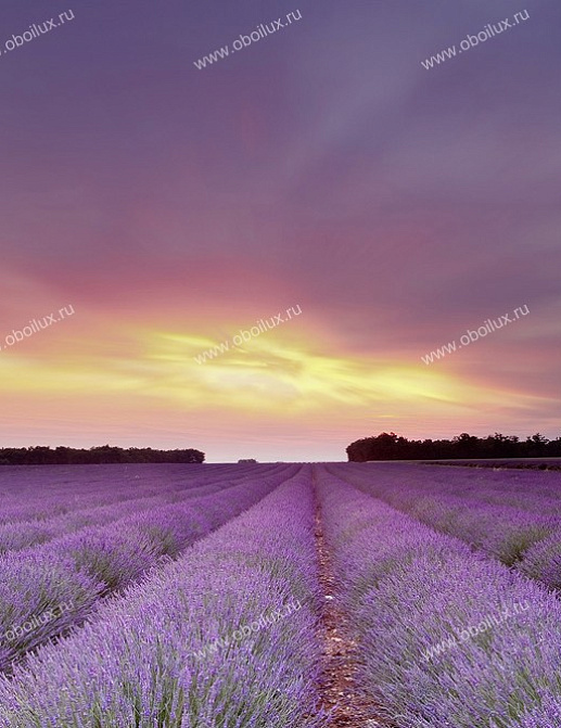 Панно и фотообои A. S. Creation XXL II 300 Lavender Field At Sunset