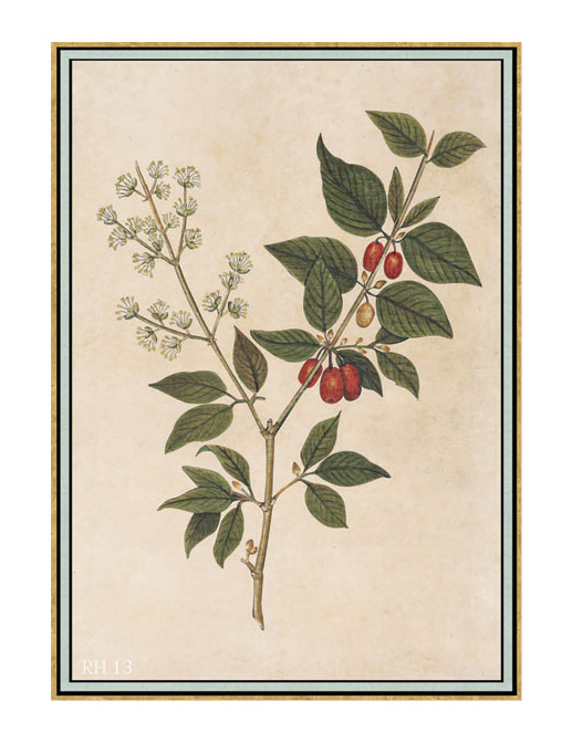 Панно и фотообои Iksel Scenic & Architectural Wallpapers Renaissance Herbier RH13