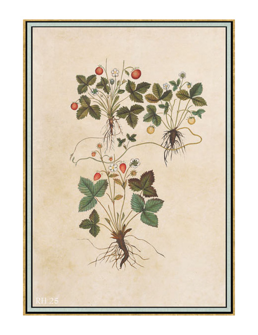 Панно и фотообои Iksel Scenic & Architectural Wallpapers Renaissance Herbier RH25