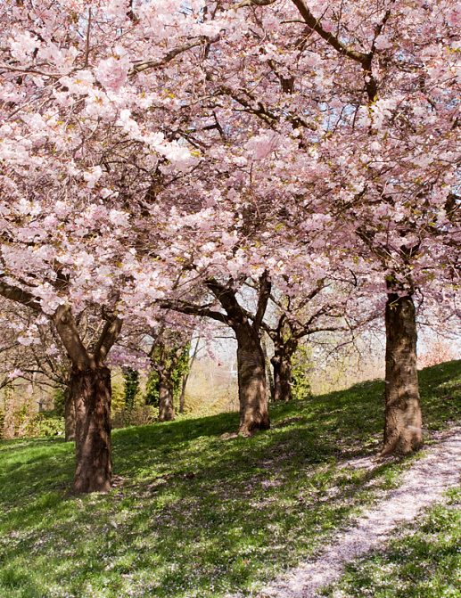 Панно и фотообои Affresco Фрески и фотообои ID13409