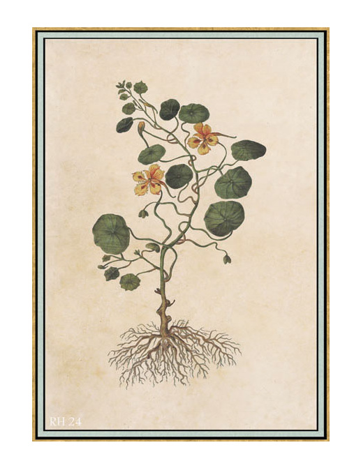 Панно и фотообои Iksel Scenic & Architectural Wallpapers Renaissance Herbier RH24