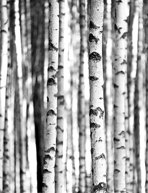 Панно и фотообои KT-Exclusive Sage II SG42300M