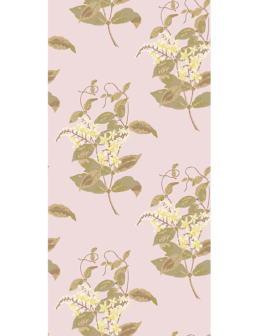 Обои Cole & Son Collection of Flowers 81/6025