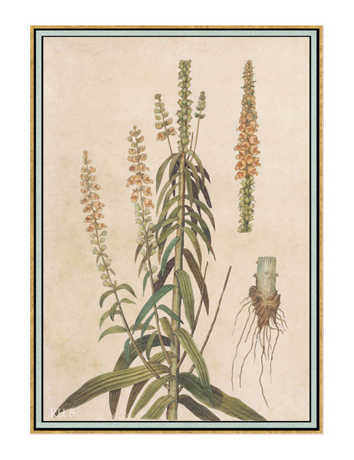 Панно и фотообои Iksel Scenic & Architectural Wallpapers Renaissance Herbier RH5