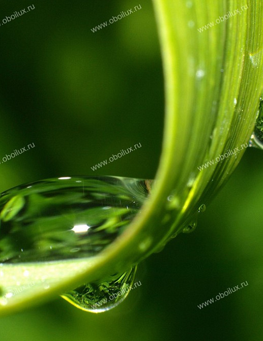 Панно и фотообои A. S. Creation XXL II 323 Dewdrops On Grass