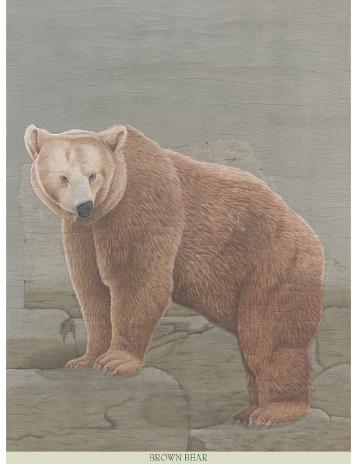 Панно и фотообои Iksel Scenic & Architectural Wallpapers Tourist Animals Brown Bear