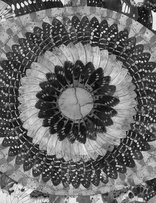 Панно и фотообои Tecnografica Collection 2019 69809-2