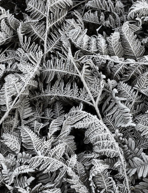 Панно и фотообои Rebel Walls No 3 Greenhouse R12941
