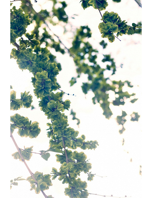 Панно и фотообои ID Wall Botanica ID048014