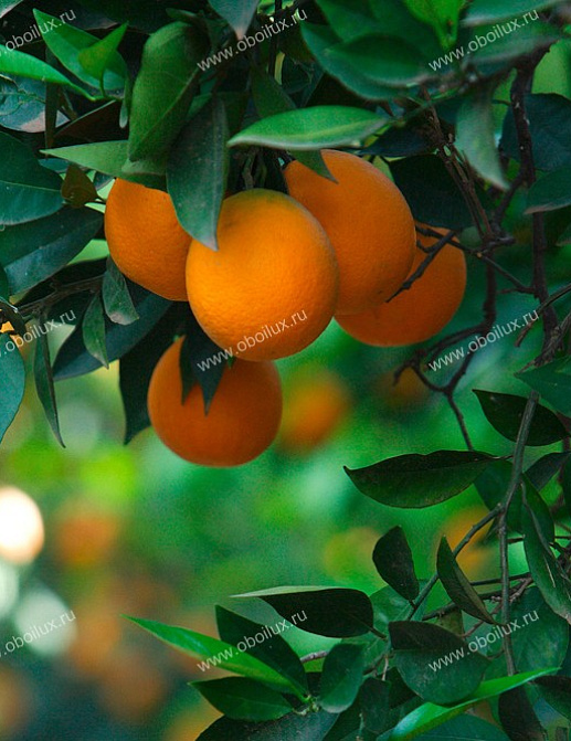 Панно и фотообои A. S. Creation XXL II 362 Orange Tree 