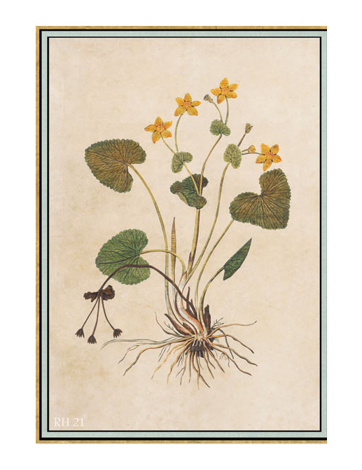 Панно и фотообои Iksel Scenic & Architectural Wallpapers Renaissance Herbier RH21