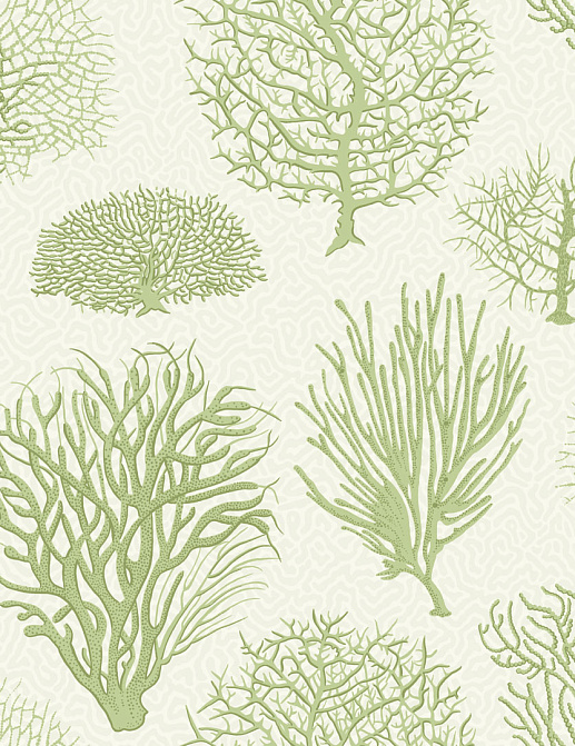 Обои Cole & Son Curio 107/2008