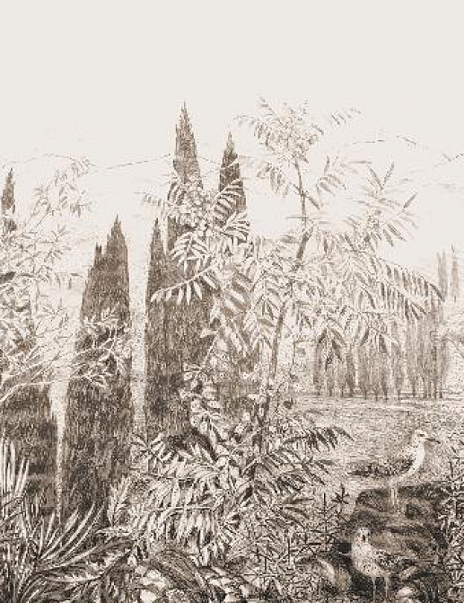 Панно и фотообои Affresco Dream Forest DG68 COL1