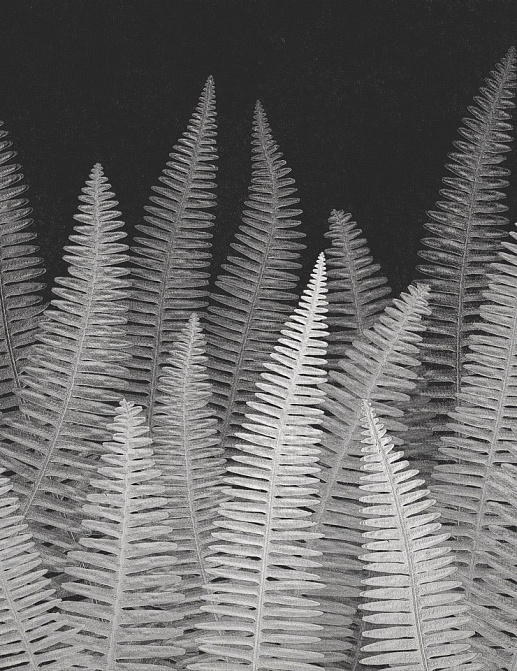 Панно и фотообои Italreflexes Macro Fern-005/Slate