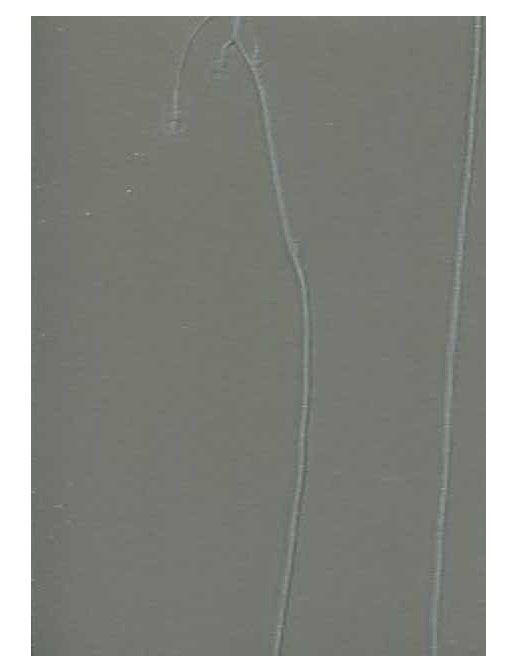 Обои Marburg Crush Noble Walls 63314