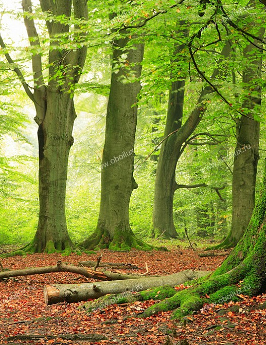 Панно и фотообои A. S. Creation XXL II 309 Forest