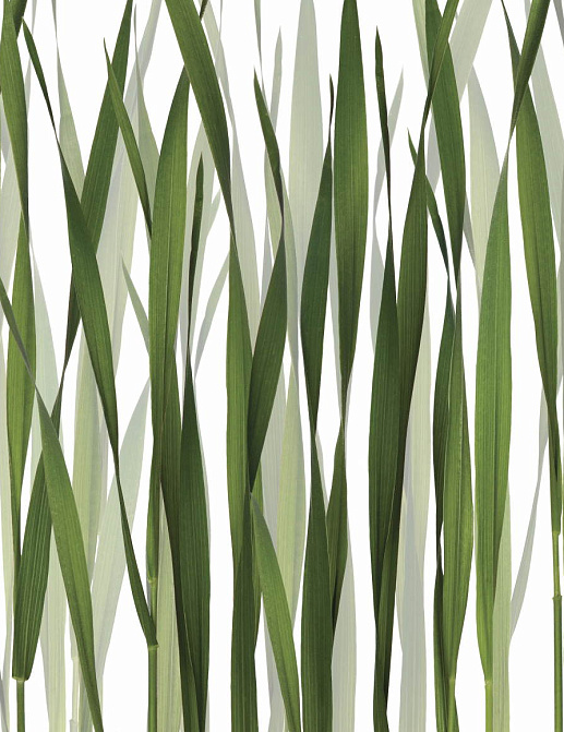 Обои Glamora Creative Wallcovering GL2011A