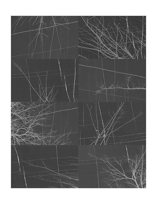 Панно и фотообои Wall & Deco Collection 2017 WDBH1703