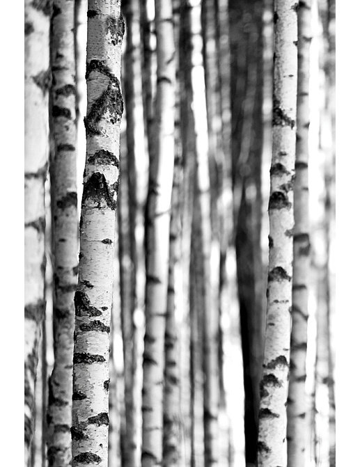 Панно и фотообои KT-Exclusive Sage II SG42400M