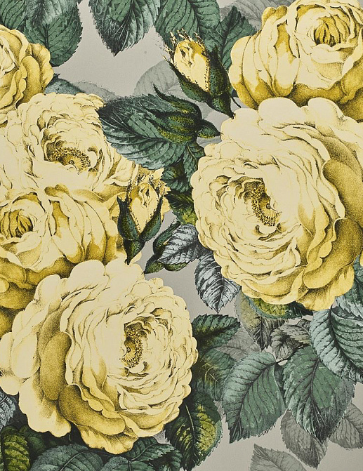 Обои Designers Guild John Derian - Picture Book PJD6002-05