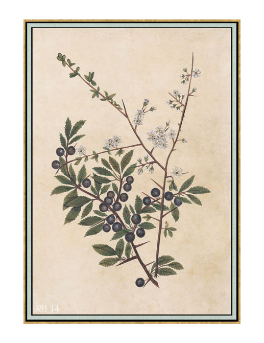 Панно и фотообои Iksel Scenic & Architectural Wallpapers Renaissance Herbier RH14