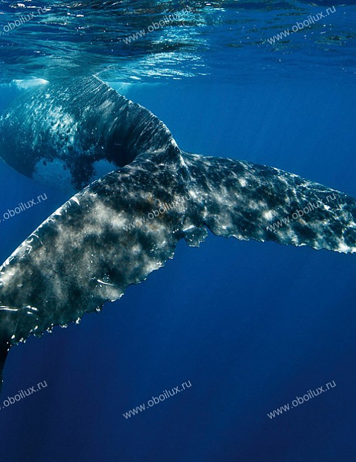 Панно и фотообои A. S. Creation XXL II Whale Fin 336
