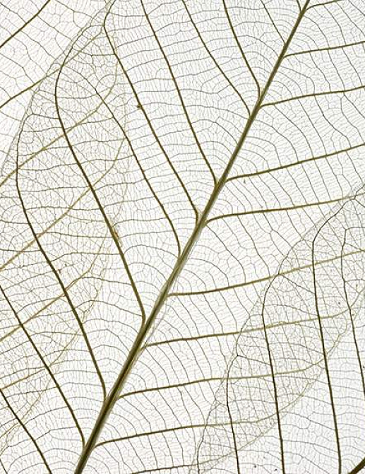 Панно и фотообои Decoprint Mood MD904004