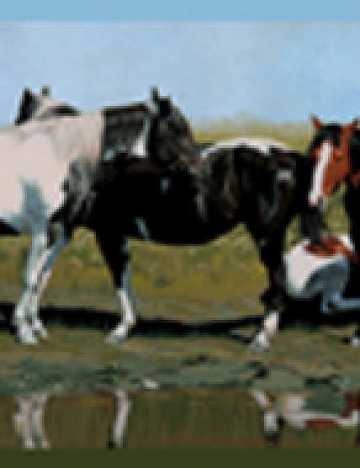 Бордюр York Lake Forest Lodge HJ6616BD