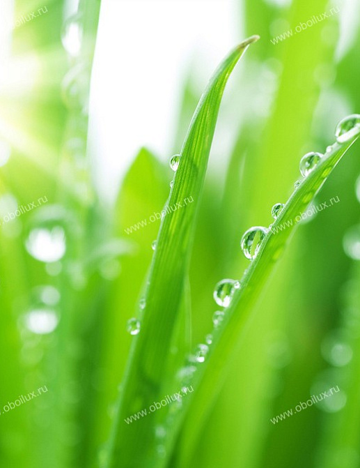 Панно и фотообои A. S. Creation XXL II 320 Grass With Dewdrops