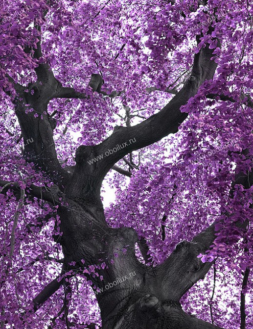 Панно и фотообои A. S. Creation XXL II 378 Purple Tree 
