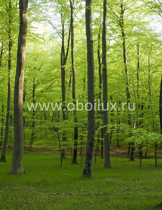 Обои Mr Perswall Photo art P021301-0