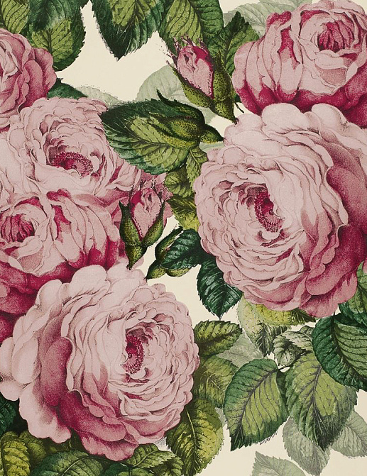 Обои Designers Guild John Derian - Picture Book PJD6002-02