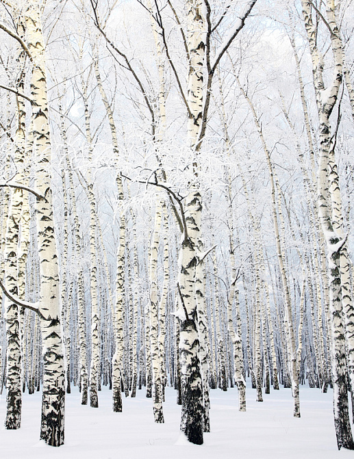 Панно и фотообои Affresco Фрески и фотообои ID13531
