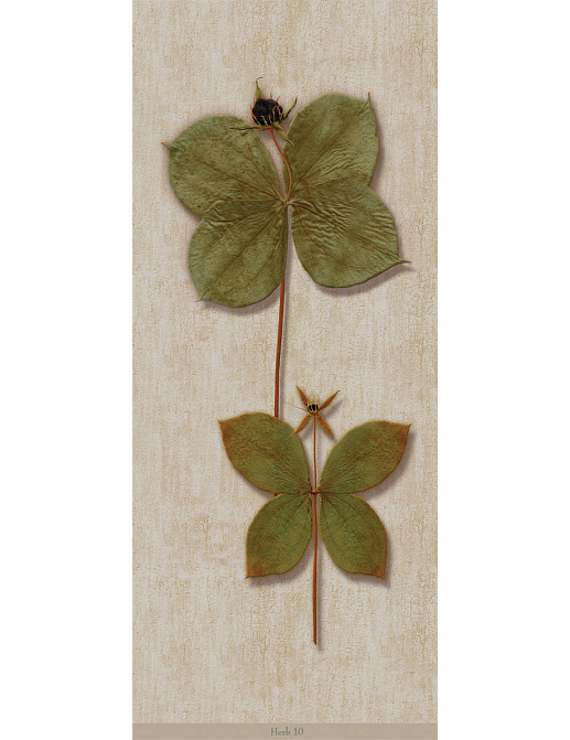 Панно и фотообои Iksel Scenic & Architectural Wallpapers Herbier Herb10