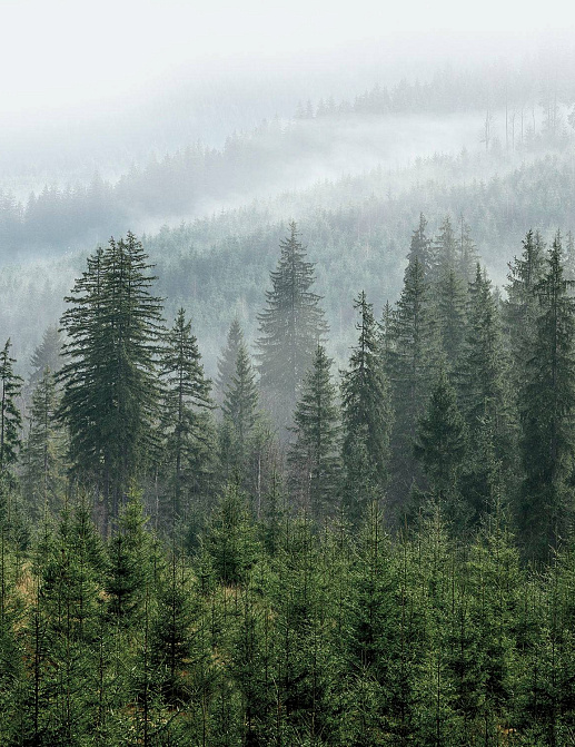 Панно и фотообои Ortograf Бесшовные обои и фрески ECO 34780