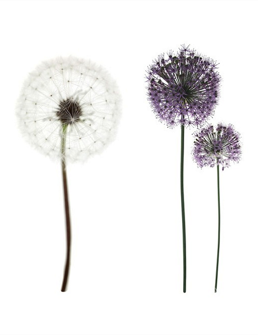 Панно и фотообои A. S. Creation XXL II 361 Purple Flowers On White 