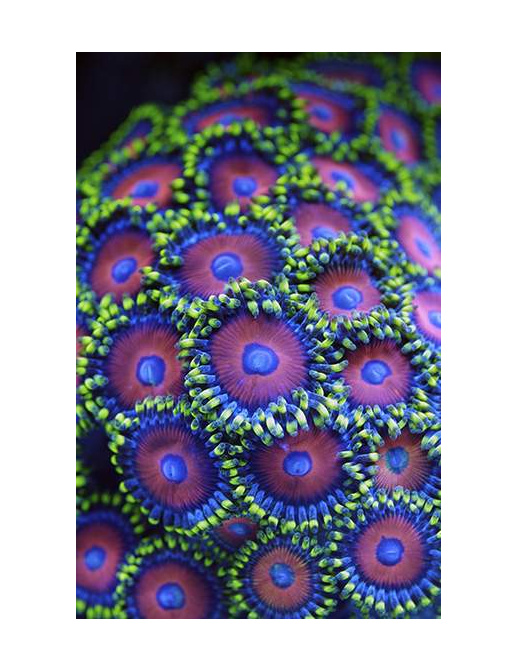 Панно и фотообои Decoprint Mood MD902018