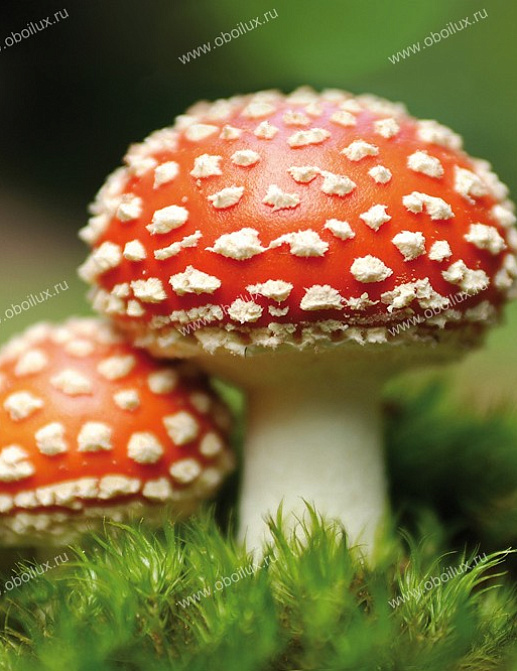 Панно и фотообои A. S. Creation XXL II 321 Fly Agaric