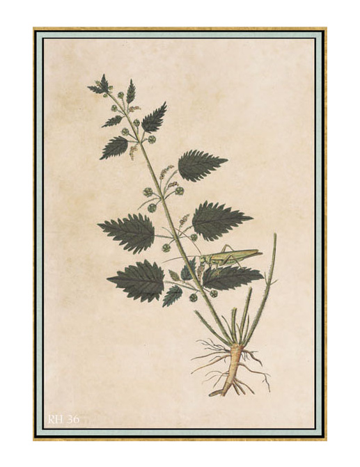 Панно и фотообои Iksel Scenic & Architectural Wallpapers Renaissance Herbier RH36
