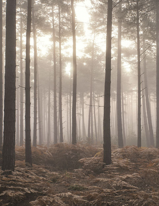 Панно и фотообои Aura Atmosphere G78426
